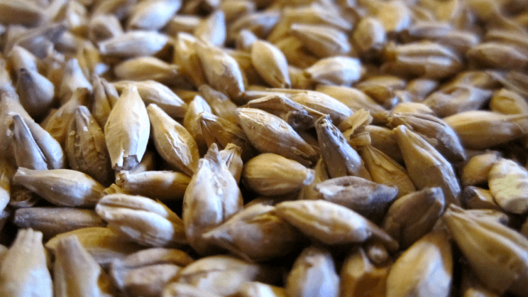 Orge Broyee Pour Faire De La Biere