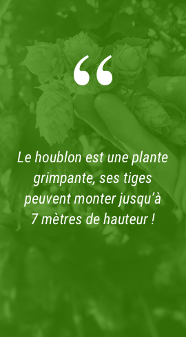 Comment faire pousser du houblon