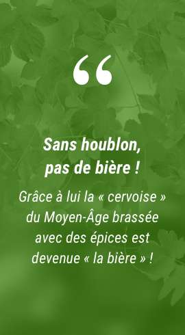 Comment faire pousser du houblon
