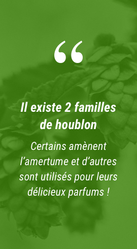 Comment faire pousser du houblon