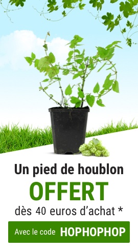 Pied de Houblon